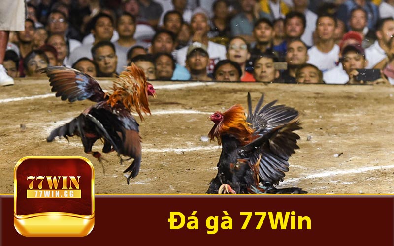 Đá gà 77Win