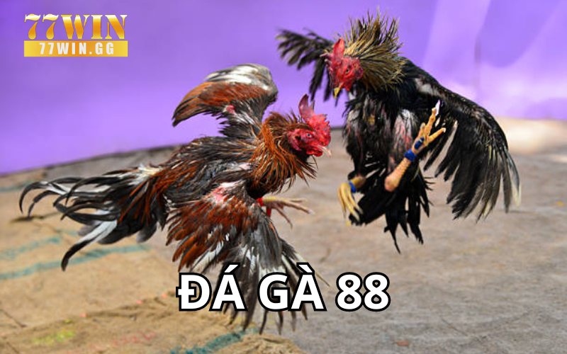 Đá gà 88